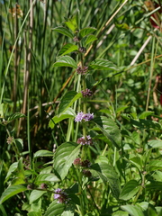 Mentha arvensis