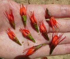 Combretum grandiflorum