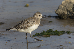 Pluvialis squatarola