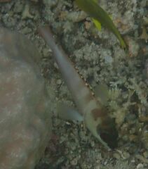 Epinephelus
