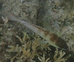 Epinephelus