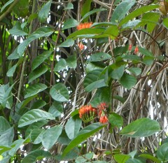 Combretum grandiflorum