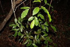 Litsea reticulata