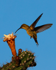 Anthracothorax dominicus