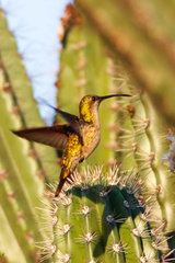 Anthracothorax dominicus