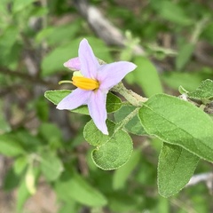 Solanum tettense