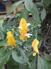 Pachystachys lutea