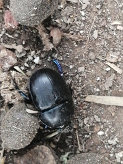Sericotrupes niger