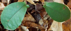 Bignonia capreolata
