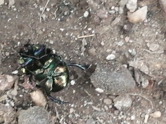 Sericotrupes niger