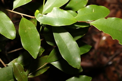 Litsea reticulata