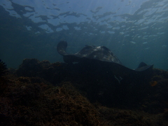 Bathytoshia brevicaudata