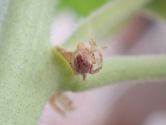 Araneus sturmi