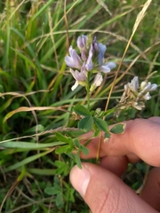 Medicago sativa