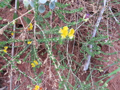 Aspalathus acuminata