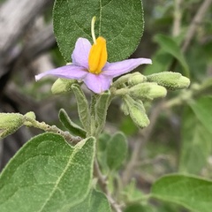Solanum tettense