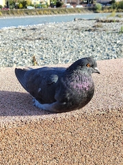 Columba livia domestica