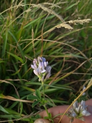 Medicago sativa