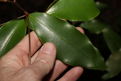 Litsea reticulata