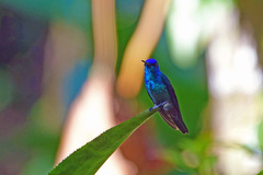 Chrysuronia oenone