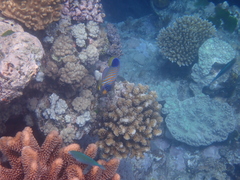 Pygoplites diacanthus