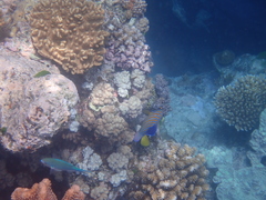 Pygoplites diacanthus