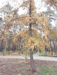 Larix decidua