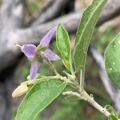 Solanum tettense