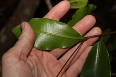 Litsea reticulata