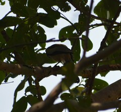 Dendrocitta vagabunda