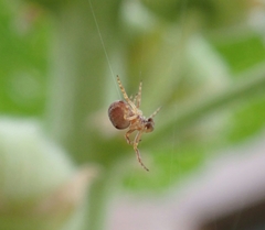 Araneus sturmi