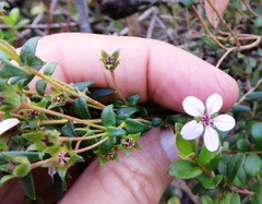Adenandra uniflora