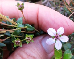 Adenandra uniflora
