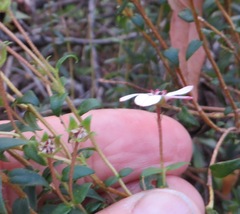 Adenandra uniflora