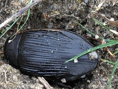 Dytiscus semisulcatus