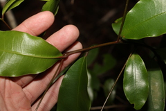 Litsea reticulata