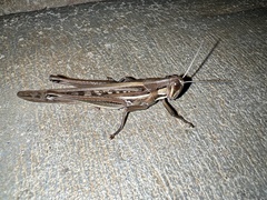 Austracris guttulosa