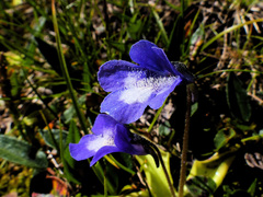 Pinguicula leptoceras