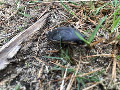 Dytiscus semisulcatus