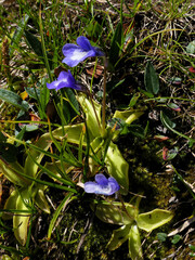 Pinguicula leptoceras