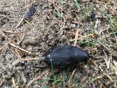 Dytiscus semisulcatus