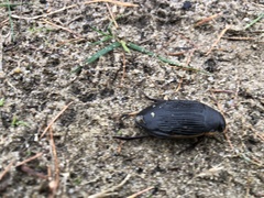 Dytiscus semisulcatus