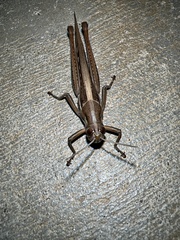 Austracris guttulosa