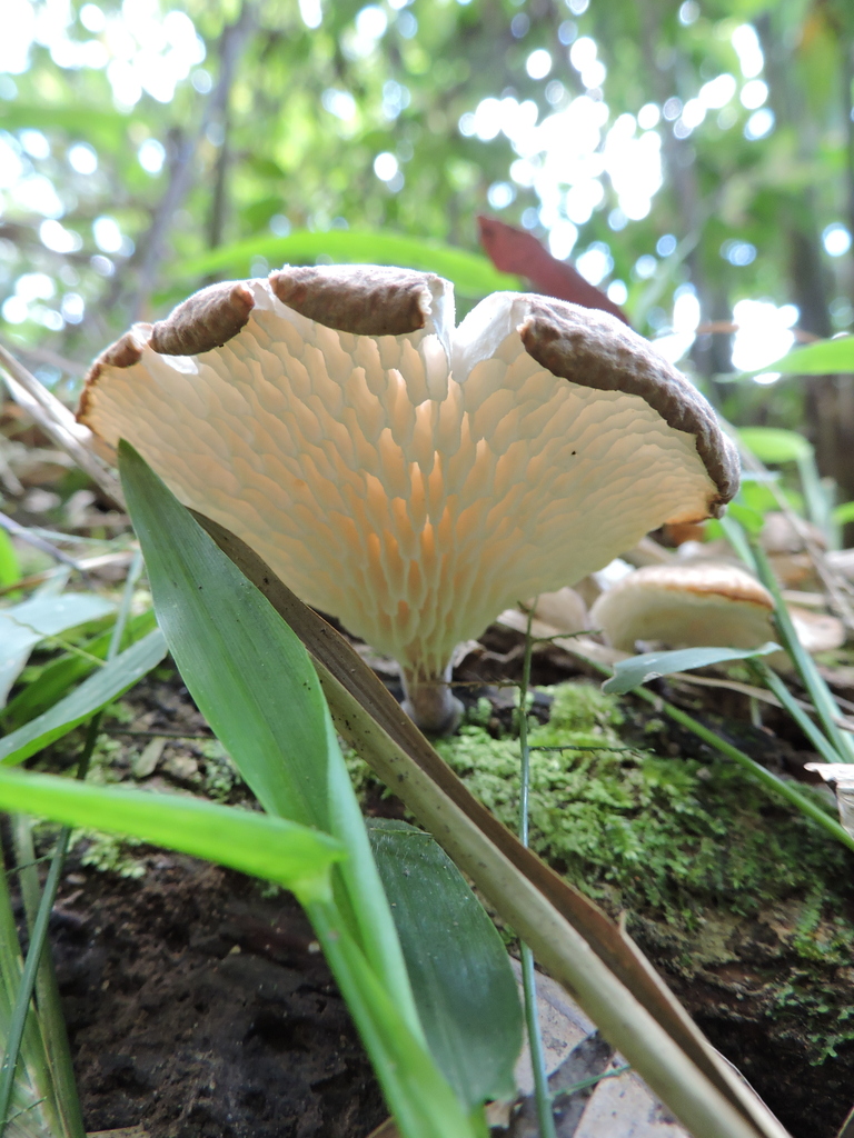 Neofavolus subpurpurascens · November 2022 · photo: © bariza (iNaturalist, cc-by)