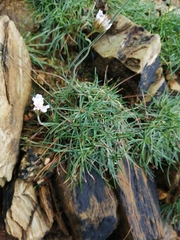 Armeria maritima