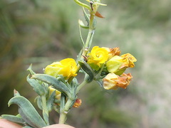 Hermannia aff-denudata