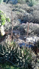 Aloe melanacantha