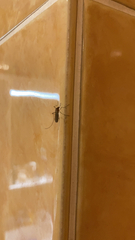 Culex quinquefasciatus