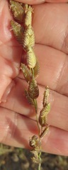 Eragrostis capensis