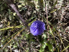 Primula glomerata